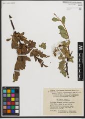 Foto von Salix retusa L.